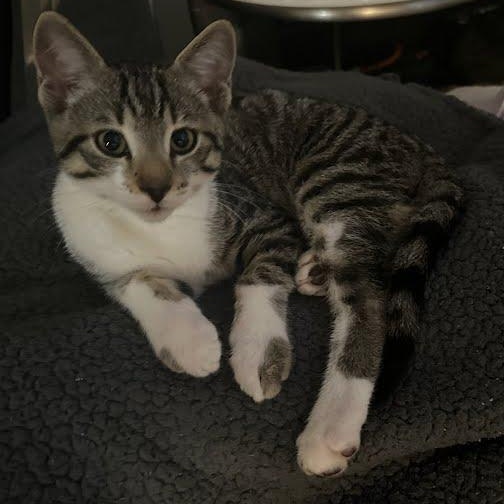 Dumpling, a Adoptable mixed breed in Sacramento, CA image 3/6