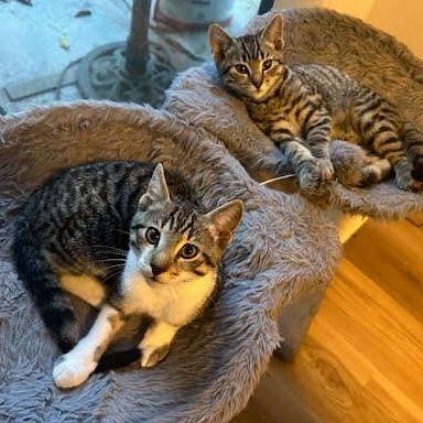 Dumpling, a Adoptable mixed breed in Sacramento, CA image 4/6