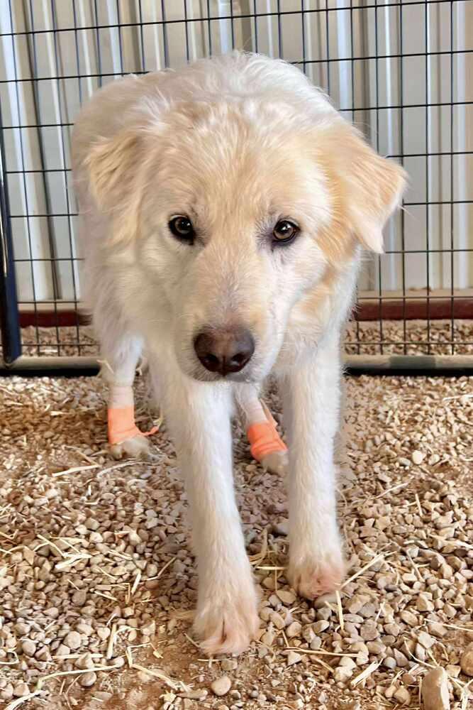 Enlarge David, a Adoptable mixed breed in Cortez, CO image 1/4