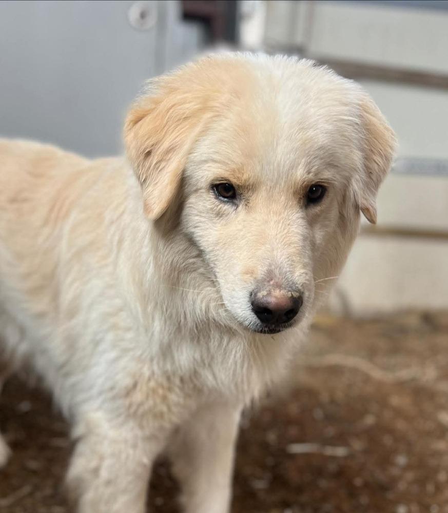 David, Adoptable, Adult Male Great Pyrenees.
