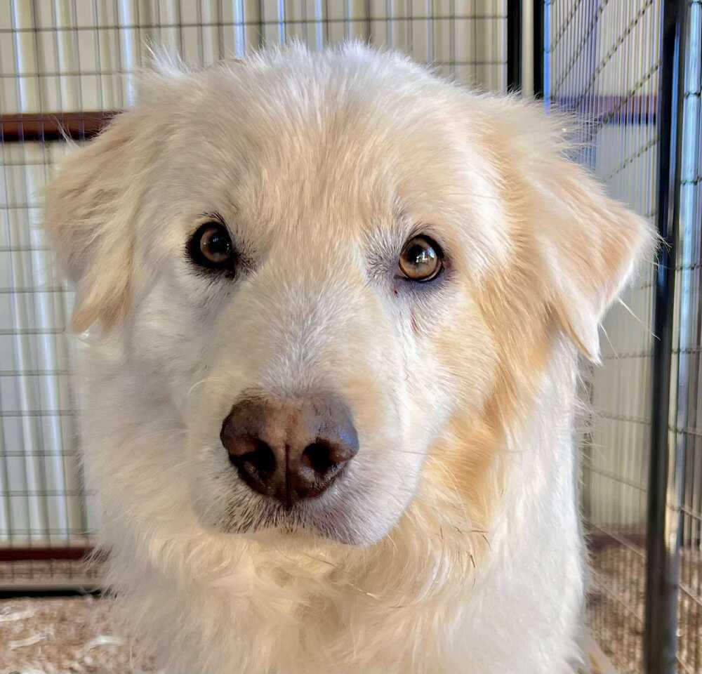Enlarge David, a Adoptable mixed breed in Cortez, CO image 4/4