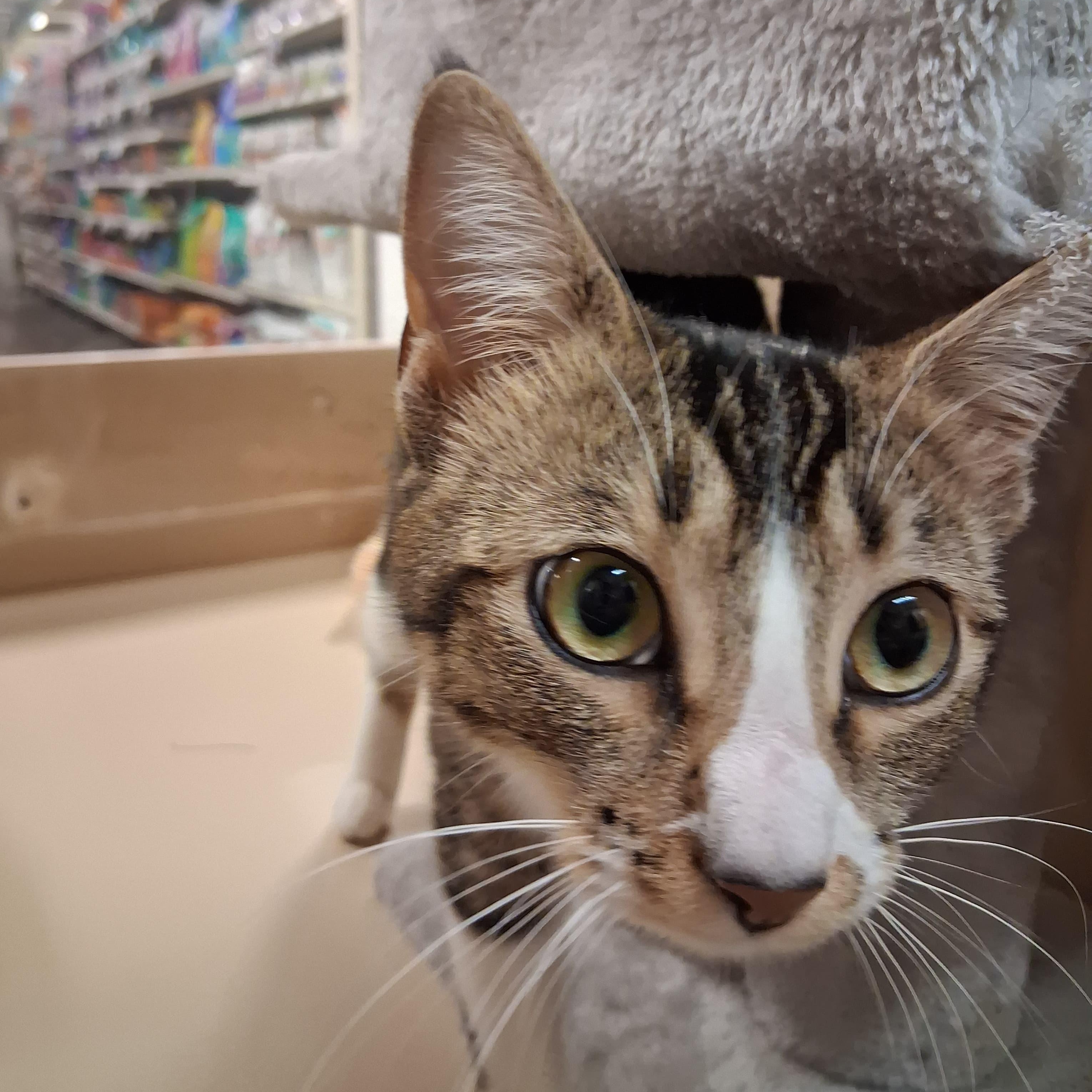 Enlarge Mika , a ADOPTABLE Tabby in San Mateo, CA image 3/3