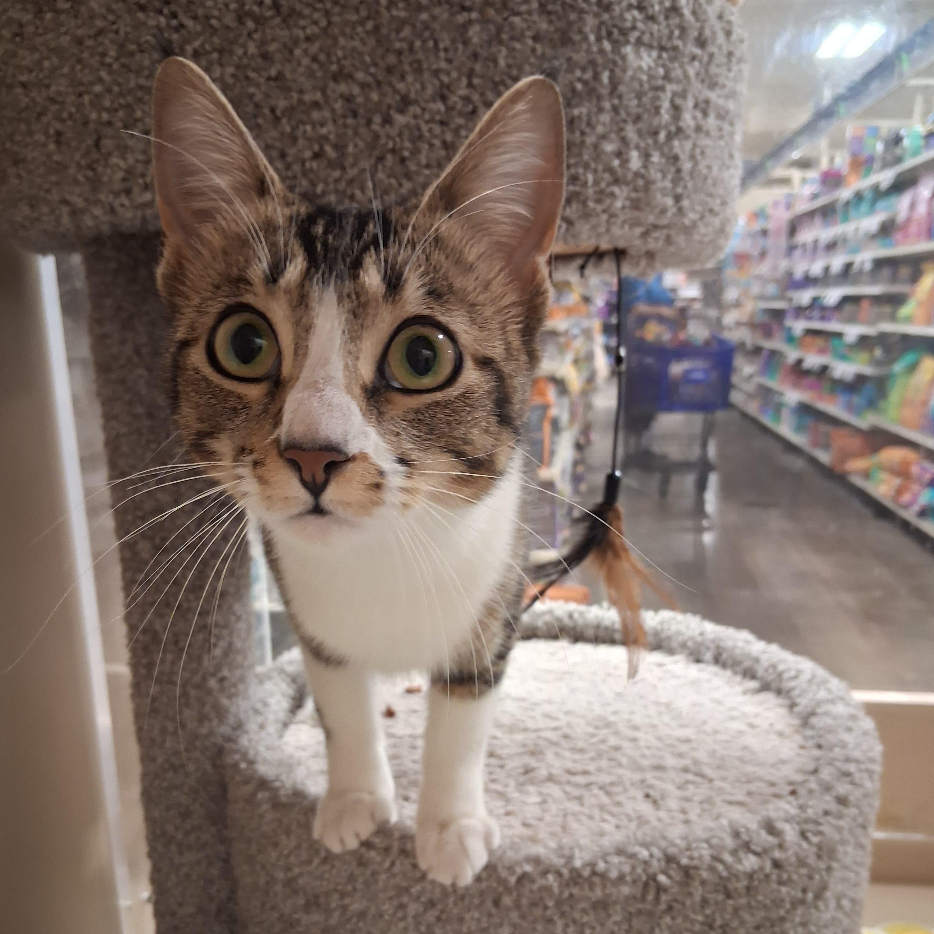 Enlarge Mika , a ADOPTABLE Tabby in San Mateo, CA image 2/3