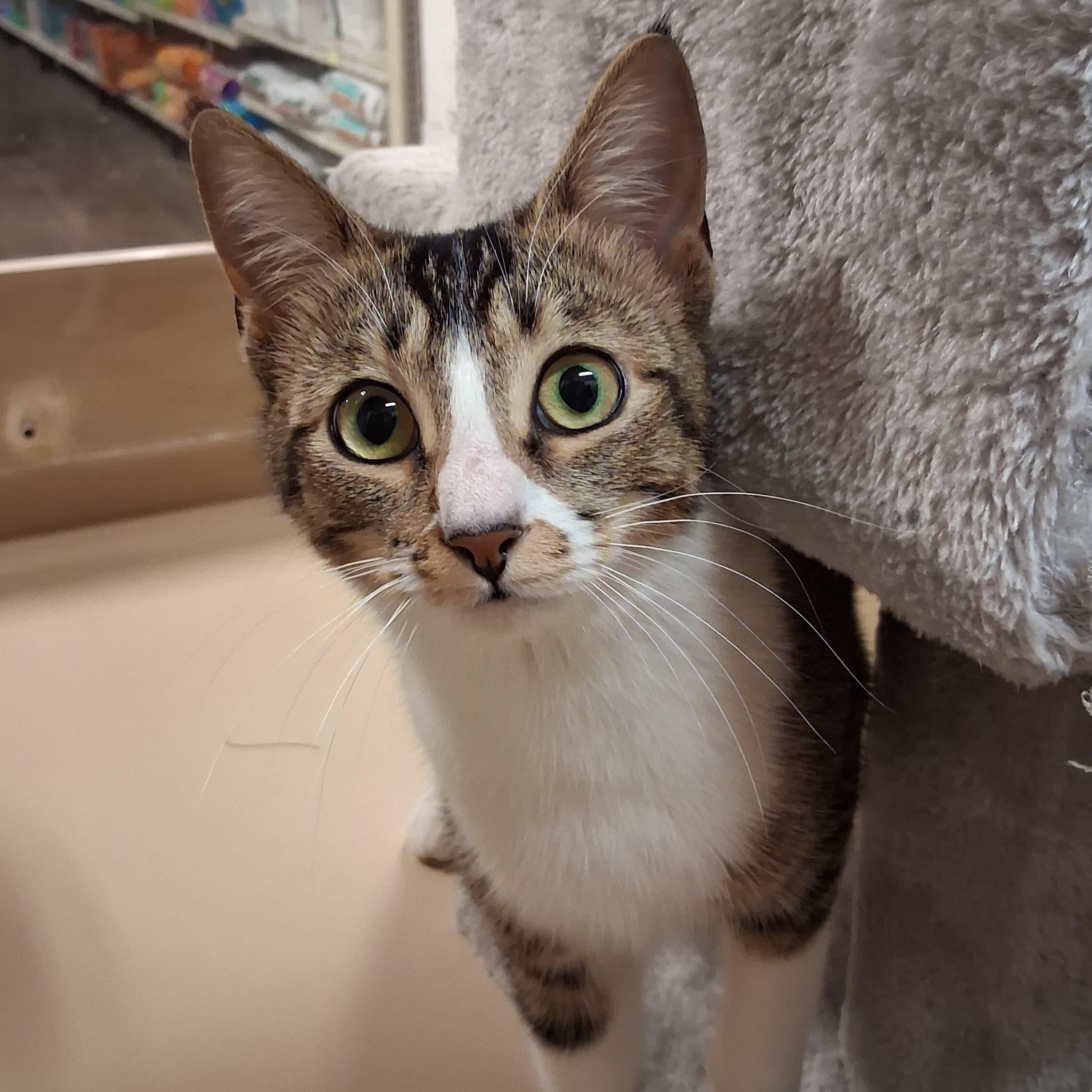 Enlarge Mika , a ADOPTABLE Tabby in San Mateo, CA image 1/3