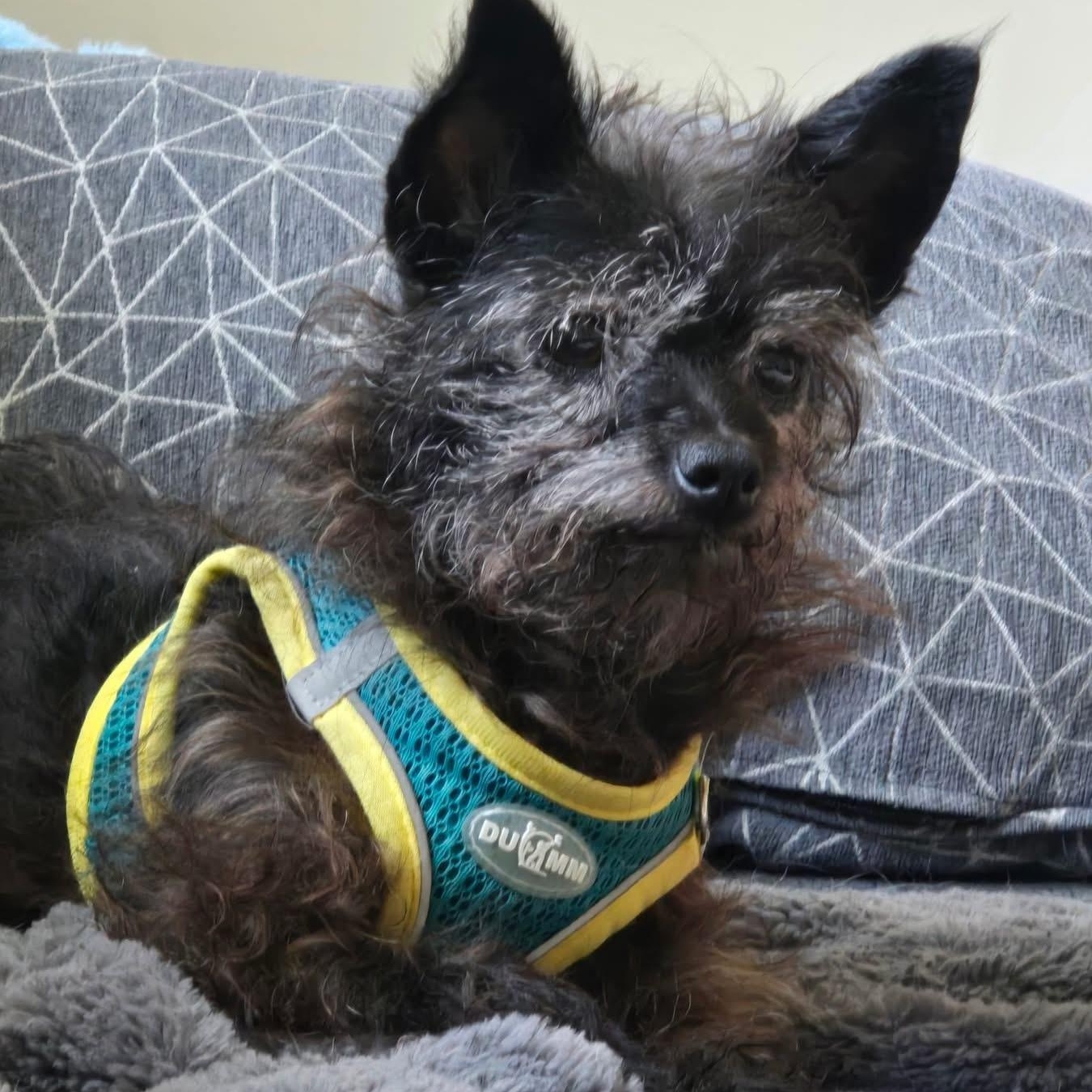 JuneBug, adopted, Adult Female Chihuahua.