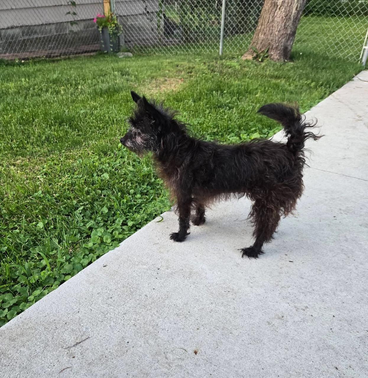JuneBug, an adopted mixed breed in Urbandale, IA image 2/3