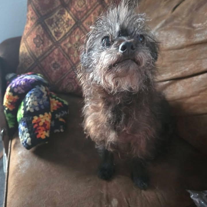 JuneBug, an adopted mixed breed in Urbandale, IA image 3/3