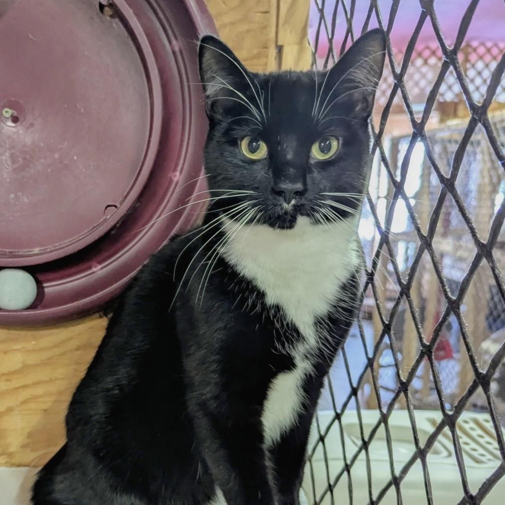 FRANIO, Adoptable, Kitten Male Domestic Short Hair.