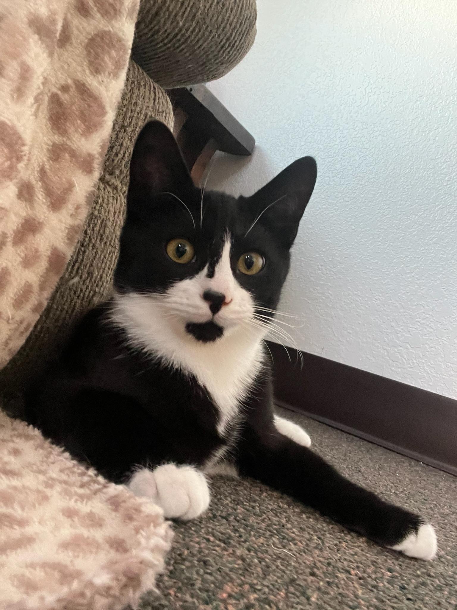 Theodore 
