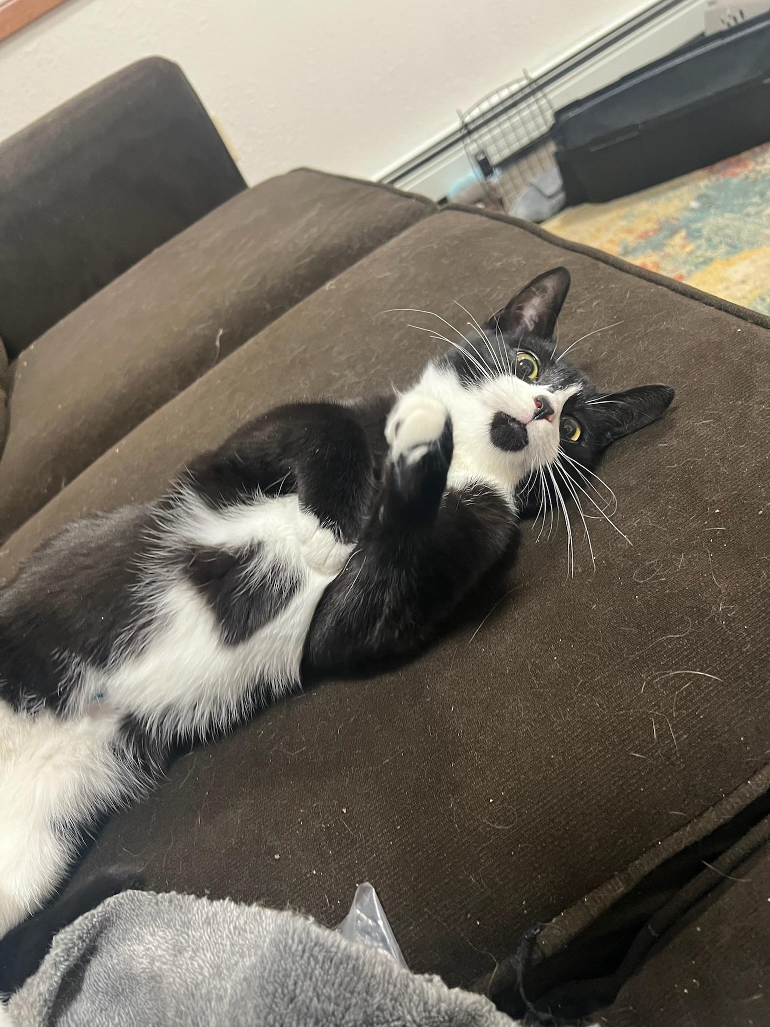 Theodore 