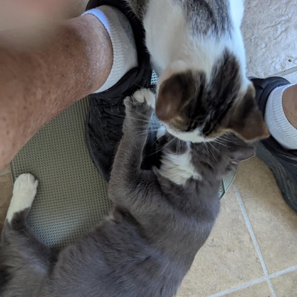 Scooter, Adoptable, Young Male Domestic Short Hair.