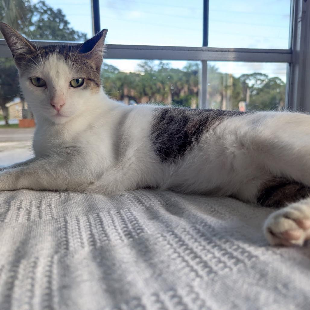 Enlarge Scooter, a Adoptable Domestic Short Hair in TITUSVILLE, FL image 2/4