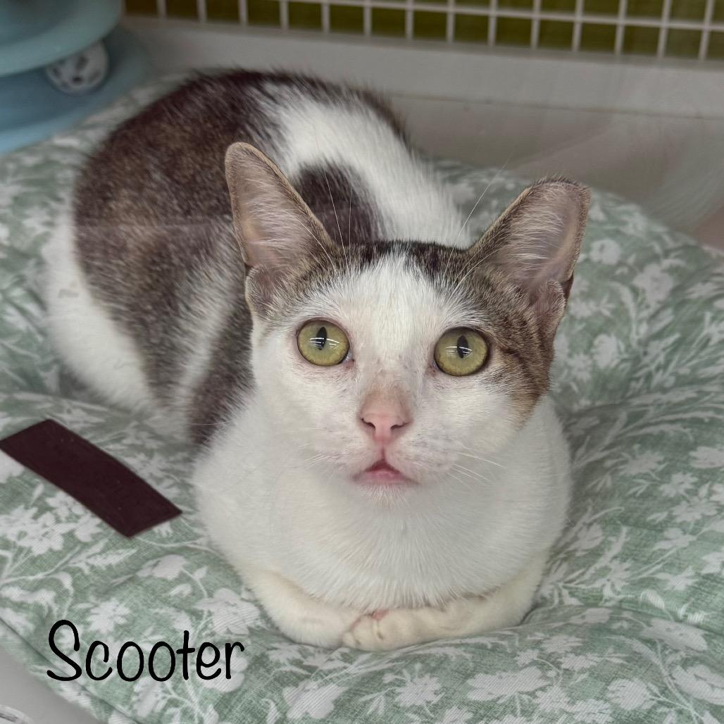 Enlarge Scooter, a Adoptable Domestic Short Hair in TITUSVILLE, FL image 3/4