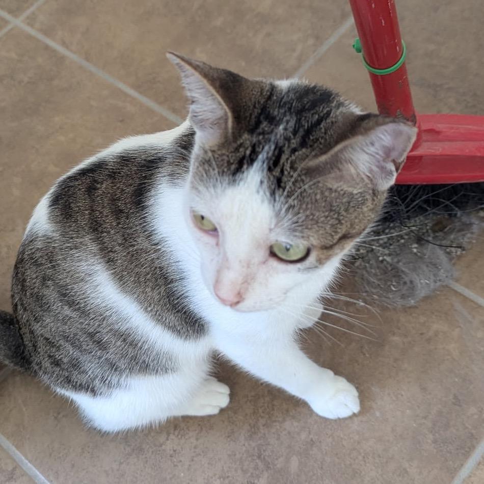 Enlarge Scooter, a Adoptable Domestic Short Hair in TITUSVILLE, FL image 4/4