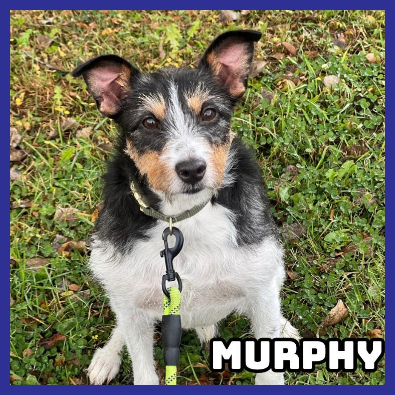 Murphy, Adoptable, Adult Male Mixed Breed.