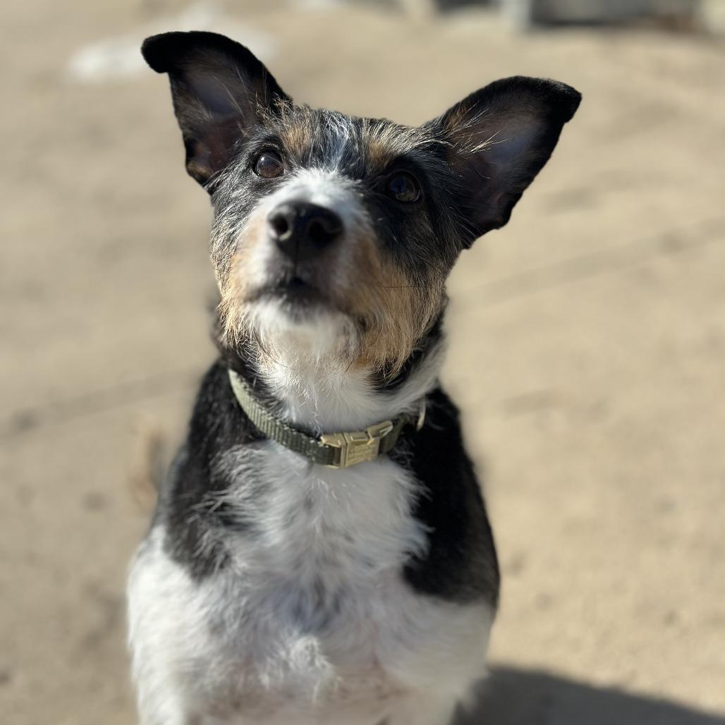 Enlarge Murphy, a Adoptable Mixed Breed in Glenwood, MN image 2/3