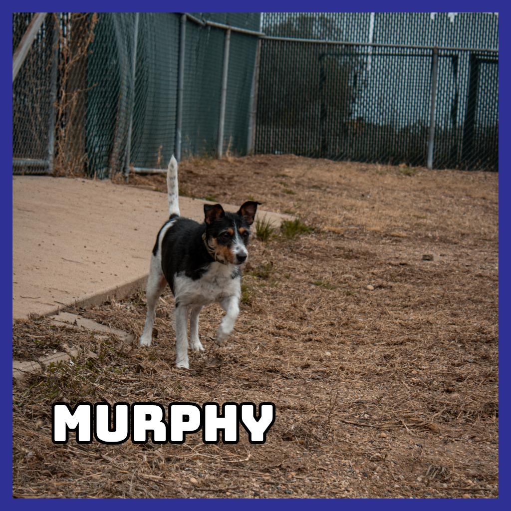 Murphy, a Adoptable Mixed Breed in Glenwood, MN image 3/6