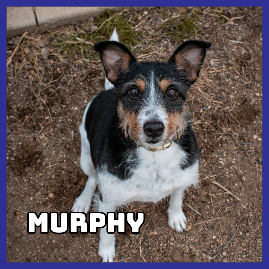 Murphy, a Adoptable Mixed Breed in Glenwood, MN image 4/6