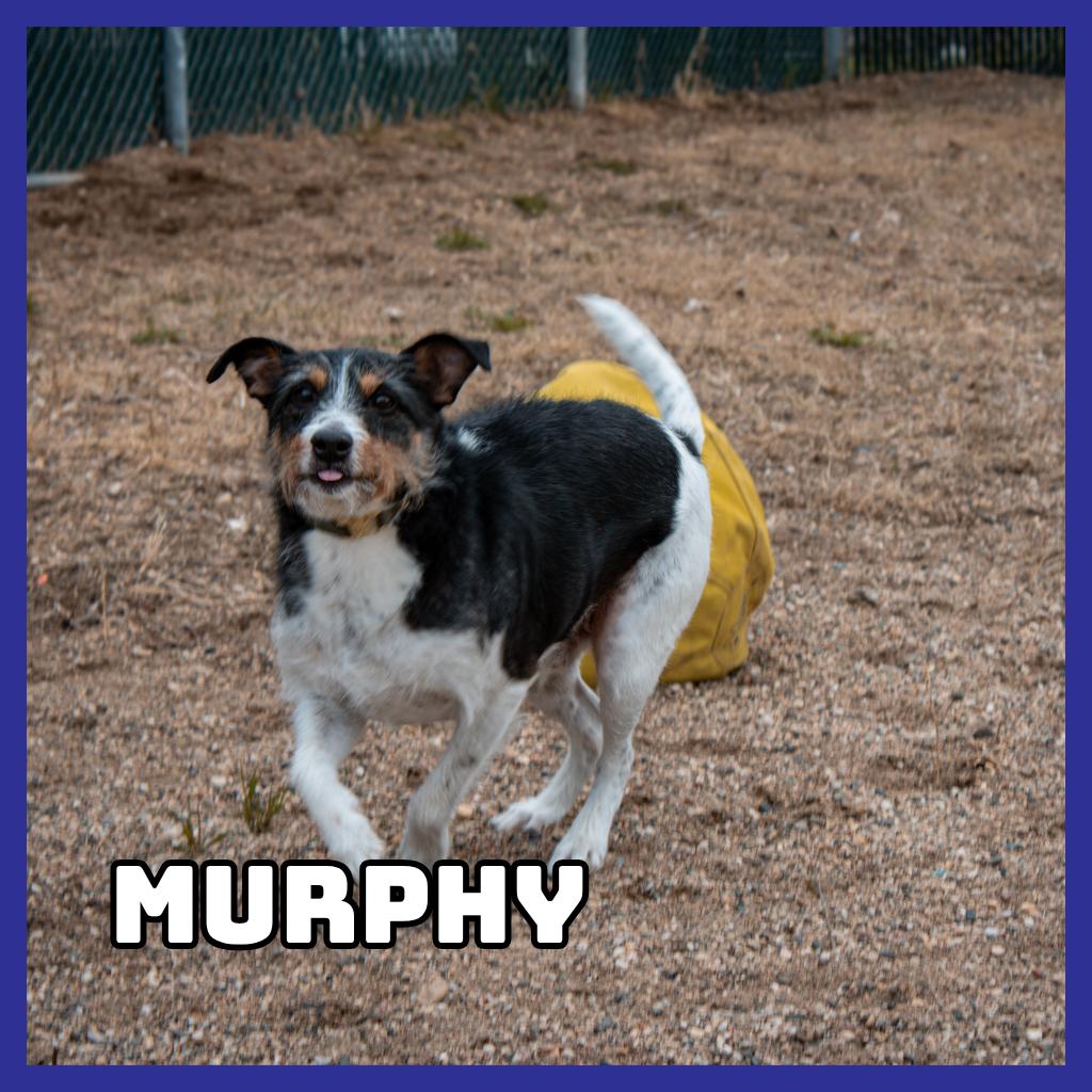 Murphy, a Adoptable Mixed Breed in Glenwood, MN image 5/6