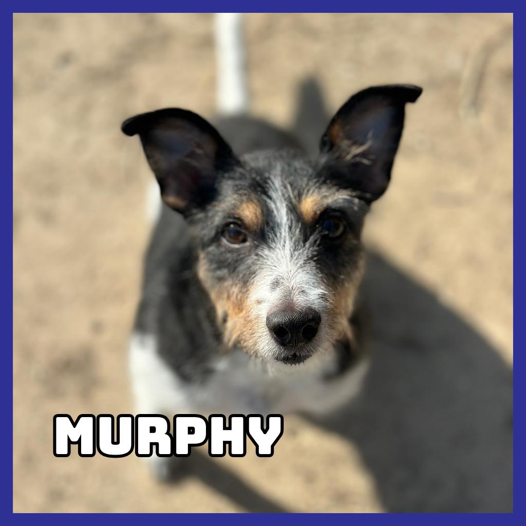 Enlarge Murphy, a Adoptable Mixed Breed in Glenwood, MN image 3/3
