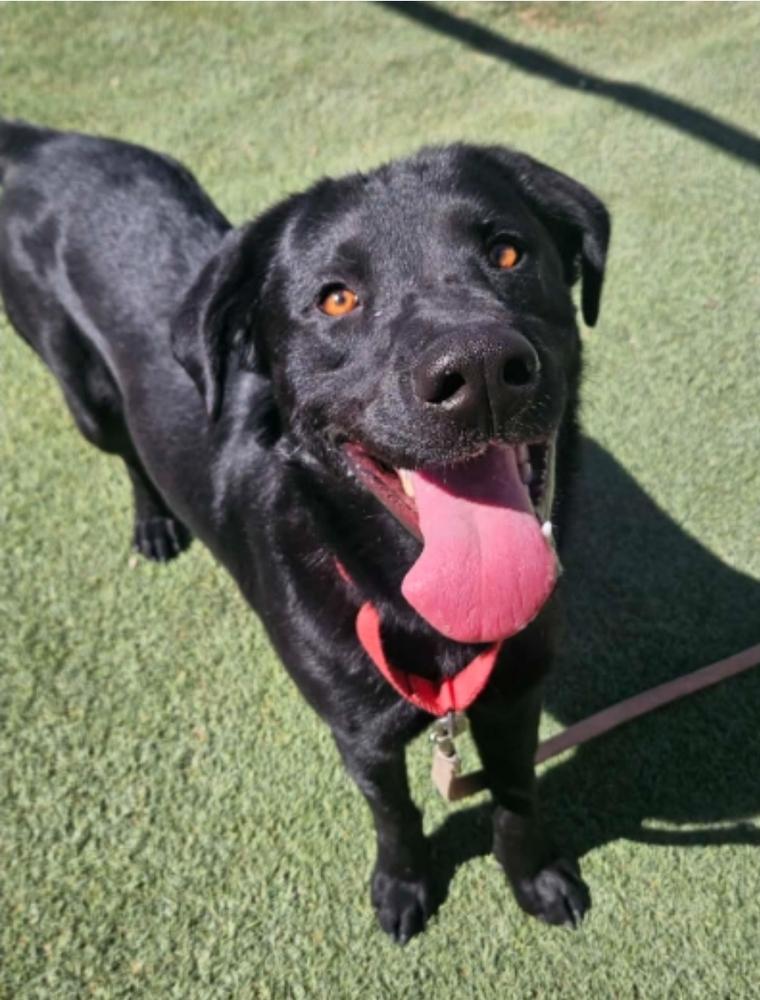 Enlarge Zed aka Rocket, a Adoptable mixed breed in Sedalia, CO image 1/6