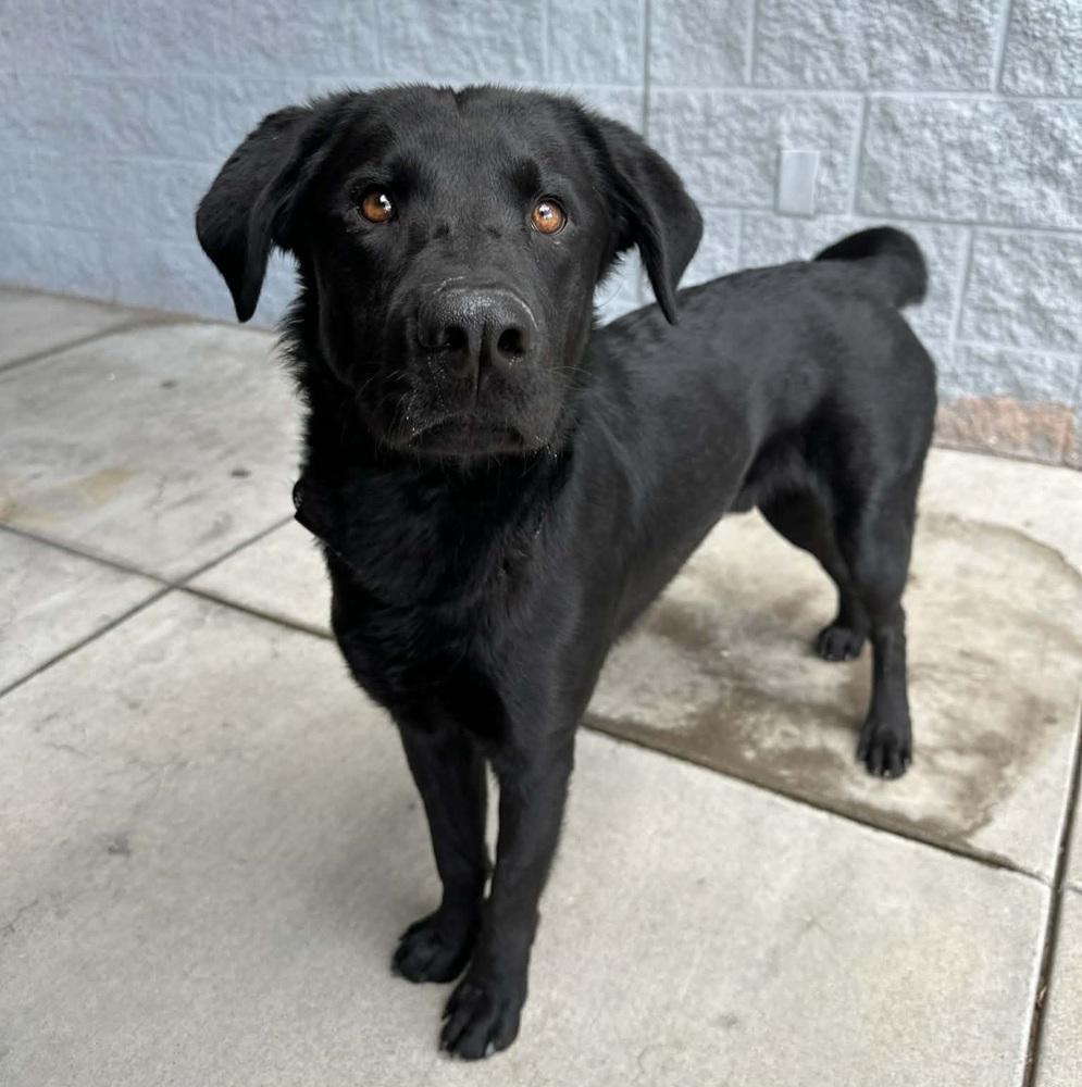 Enlarge Zed aka Rocket, a Adoptable mixed breed in Sedalia, CO image 3/6