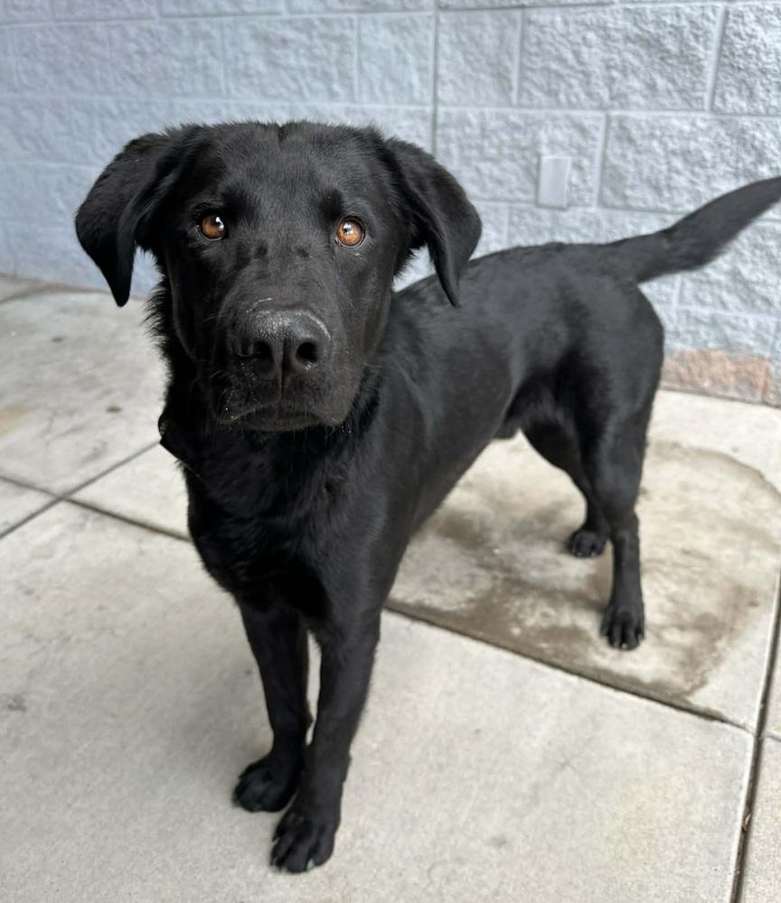 Enlarge Zed aka Rocket, a Adoptable mixed breed in Sedalia, CO image 4/6