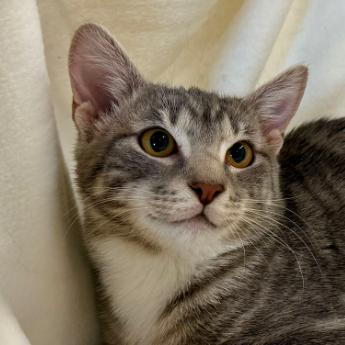 Runner, Adoptable, Young Female Domestic Short Hair.