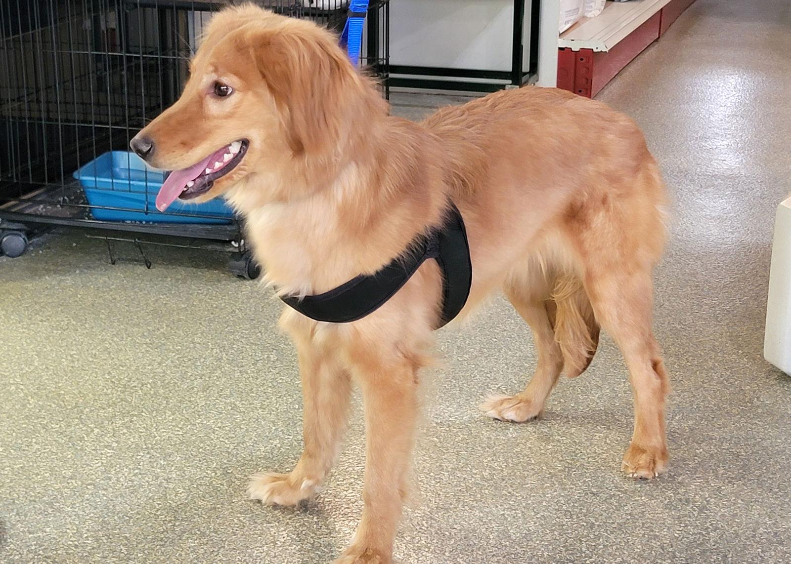 Whinnie, Adoptable, Puppy Female Golden Retriever.