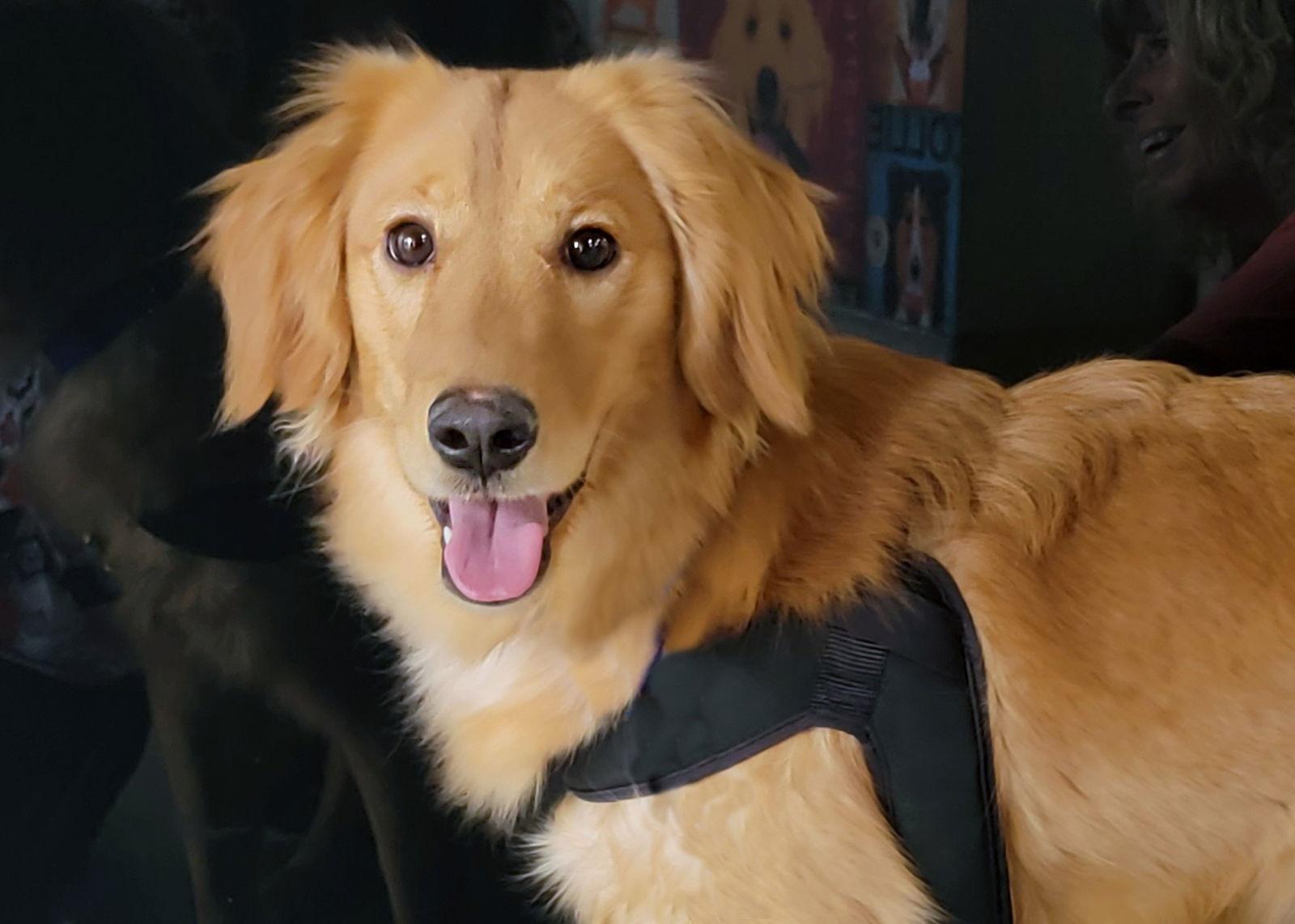 Enlarge Whinnie, a Adoptable Golden Retriever in Glendale, AZ image 3/3