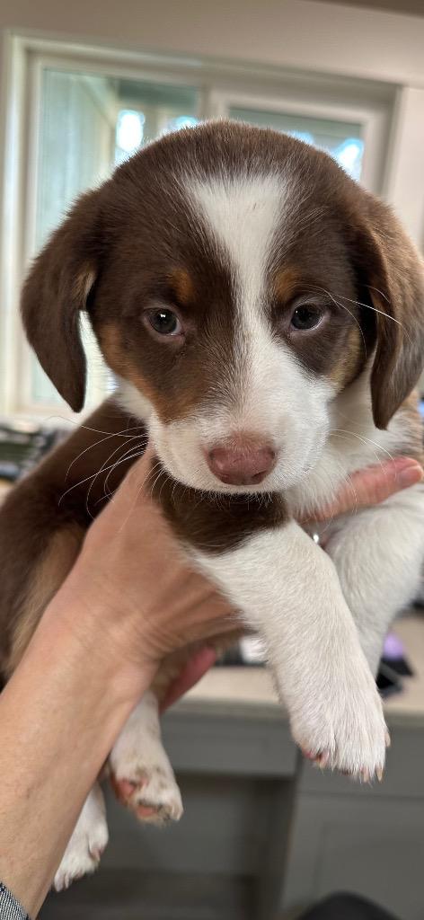 Enlarge Puppy - Dodger, a Adoptable mixed breed in Emmett, ID image 1/1
