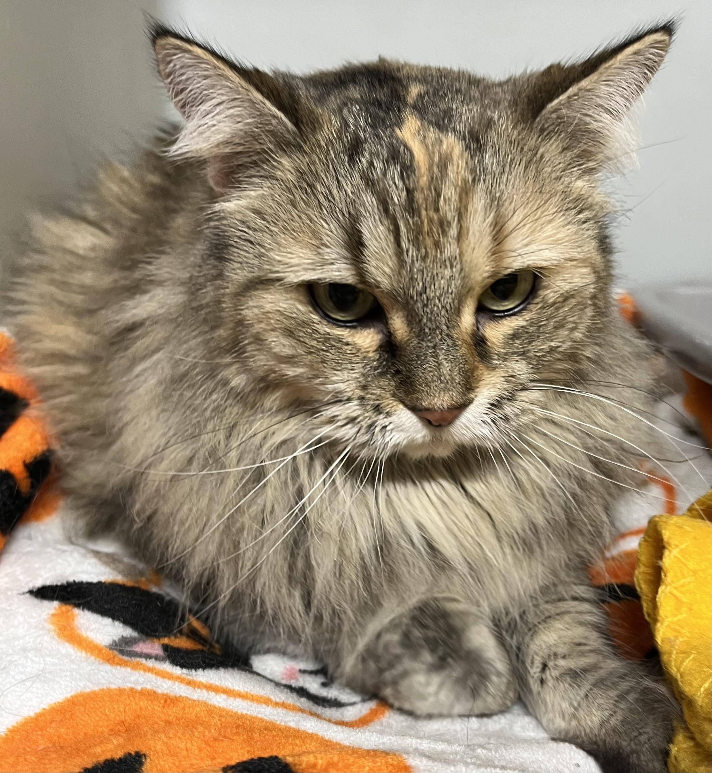 Bella the Siberian Forest Cat Look-Alike!