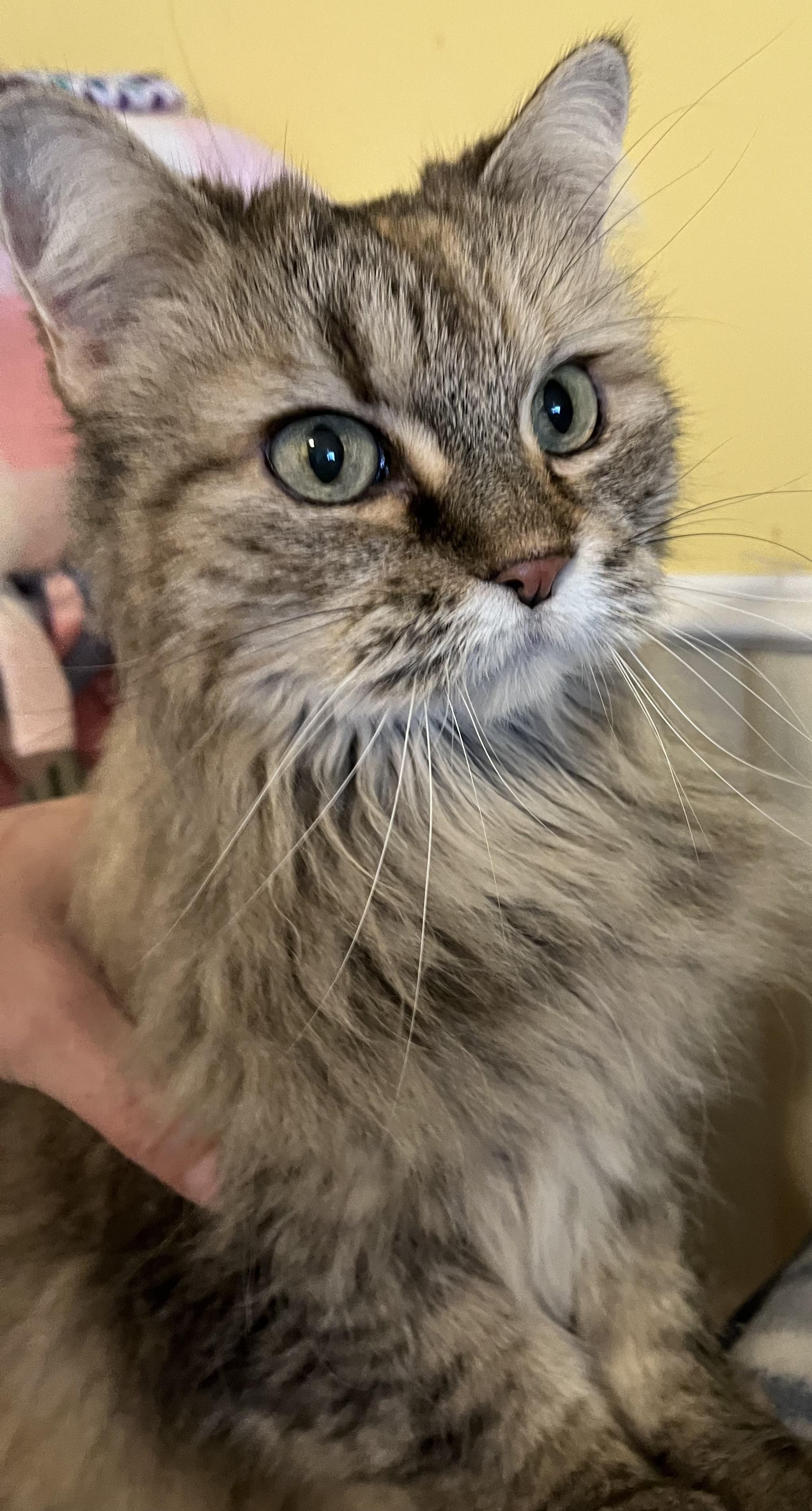 Bella the Siberian Forest Cat Look-Alike!