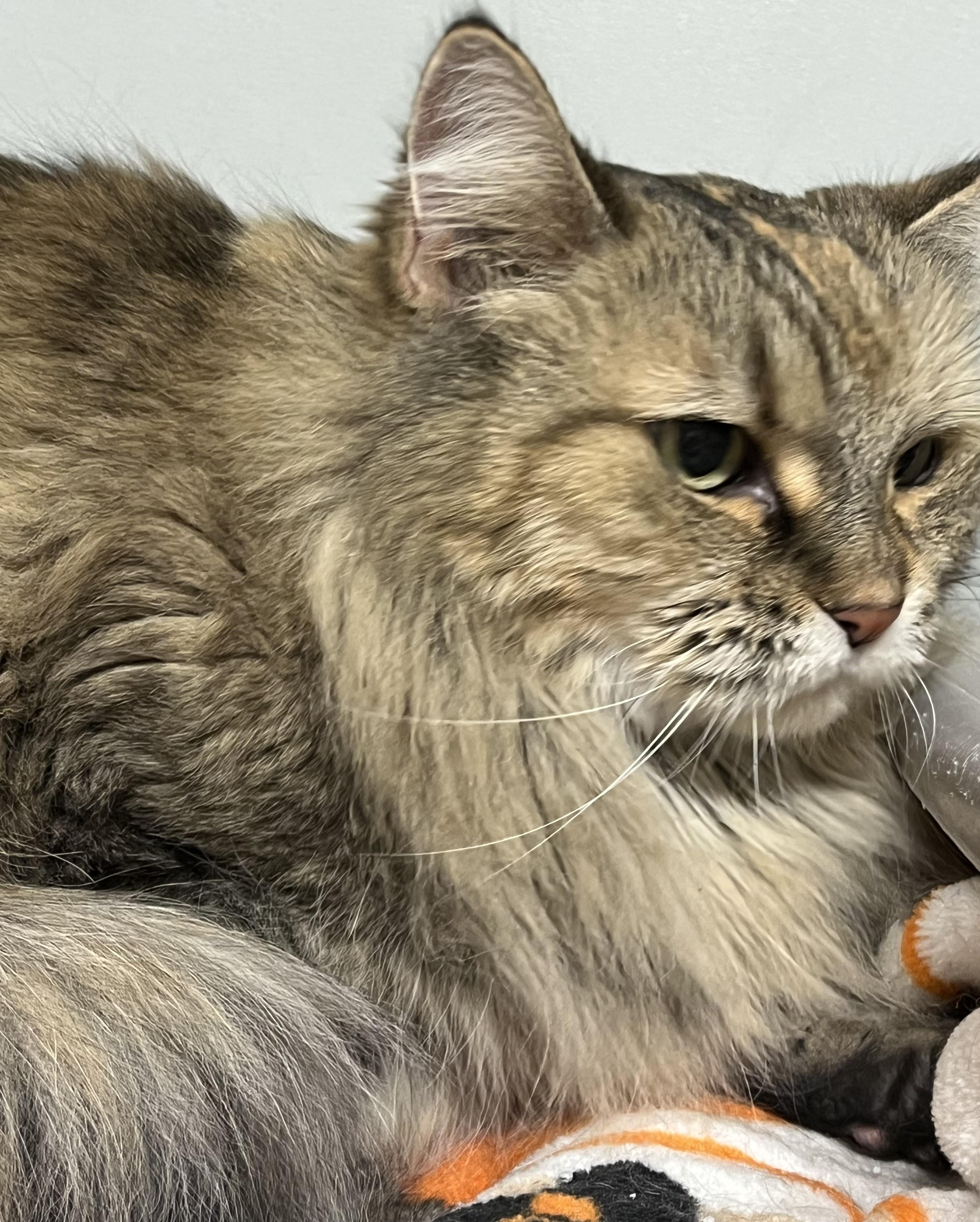 Bella the Siberian Forest Cat Look-Alike!