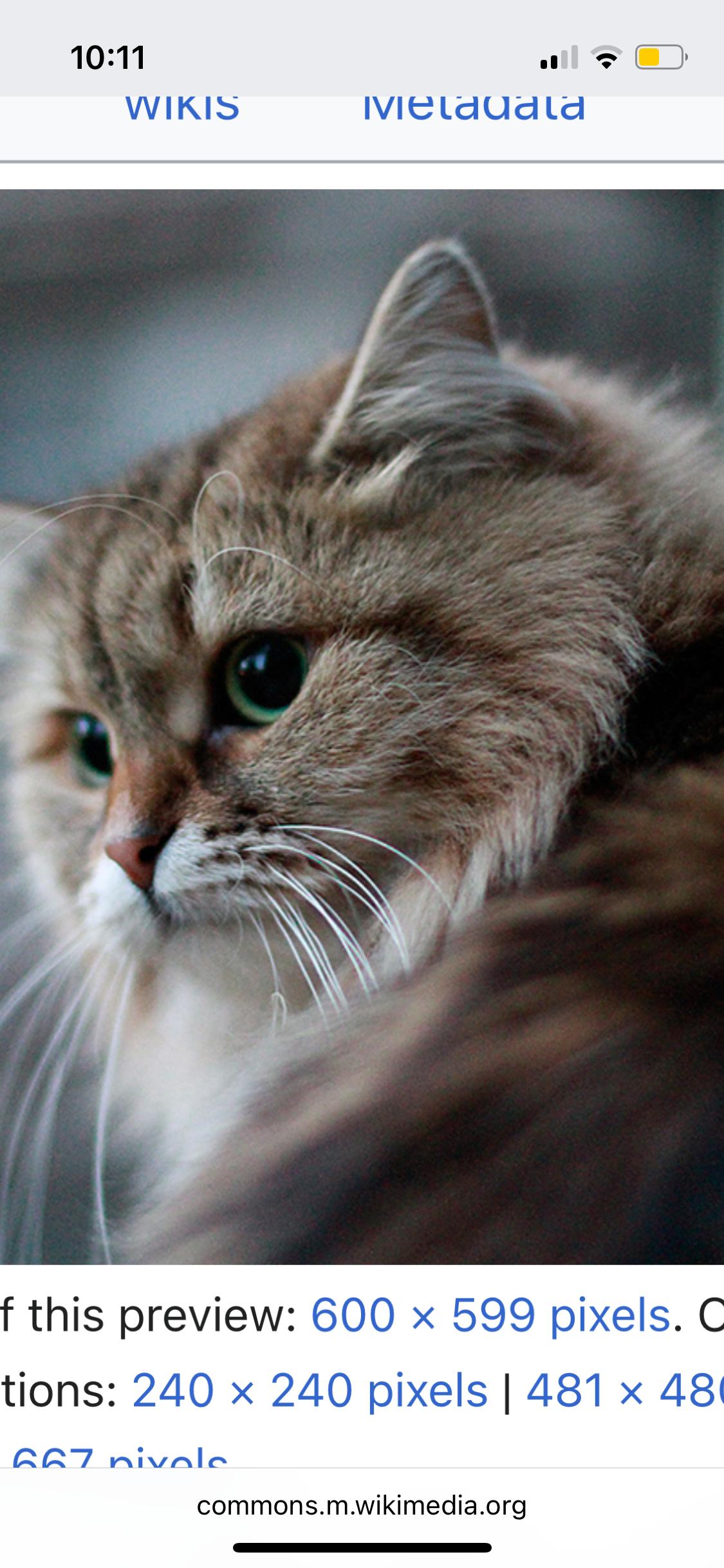 Bella the Siberian Forest Cat Look-Alike!