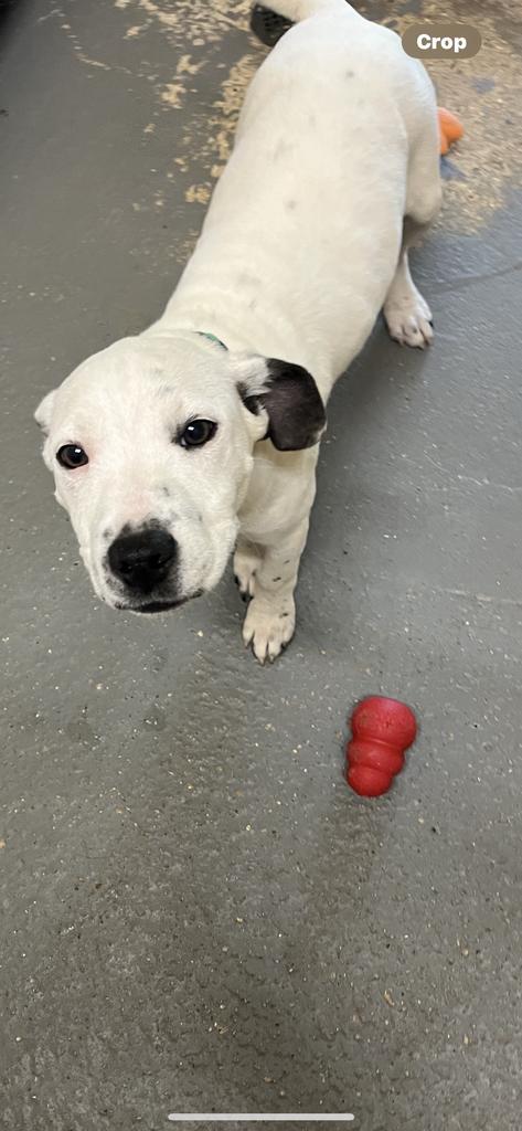 Enlarge Bobby, a Adoptable mixed breed in Ruston, LA image 1/1
