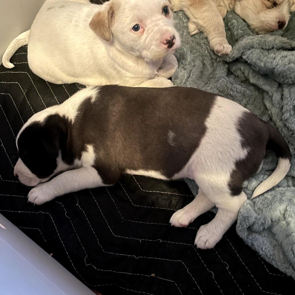 Mae, Adoptable, Puppy Female Terrier & Mixed Breed.