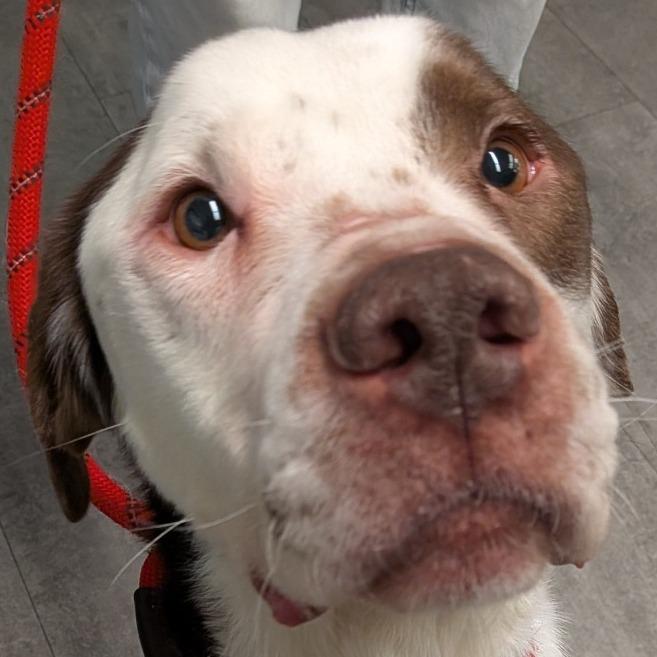 Duncan, Adoptable, Adult Male Mixed Breed.