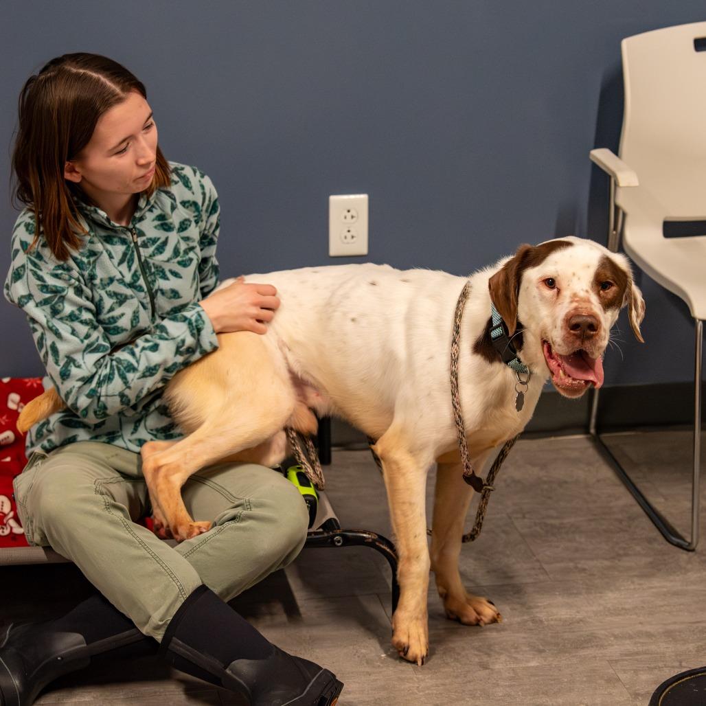 Duncan, a Adoptable Mixed Breed in Kennebunk, ME image 2/6