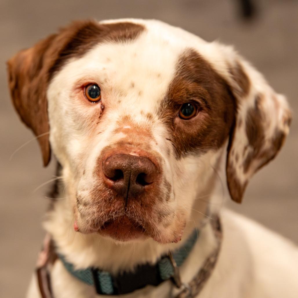 Duncan, a Adoptable Mixed Breed in Kennebunk, ME image 4/6
