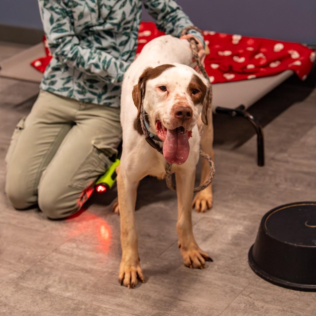 Duncan, a Adoptable Mixed Breed in Kennebunk, ME image 5/6