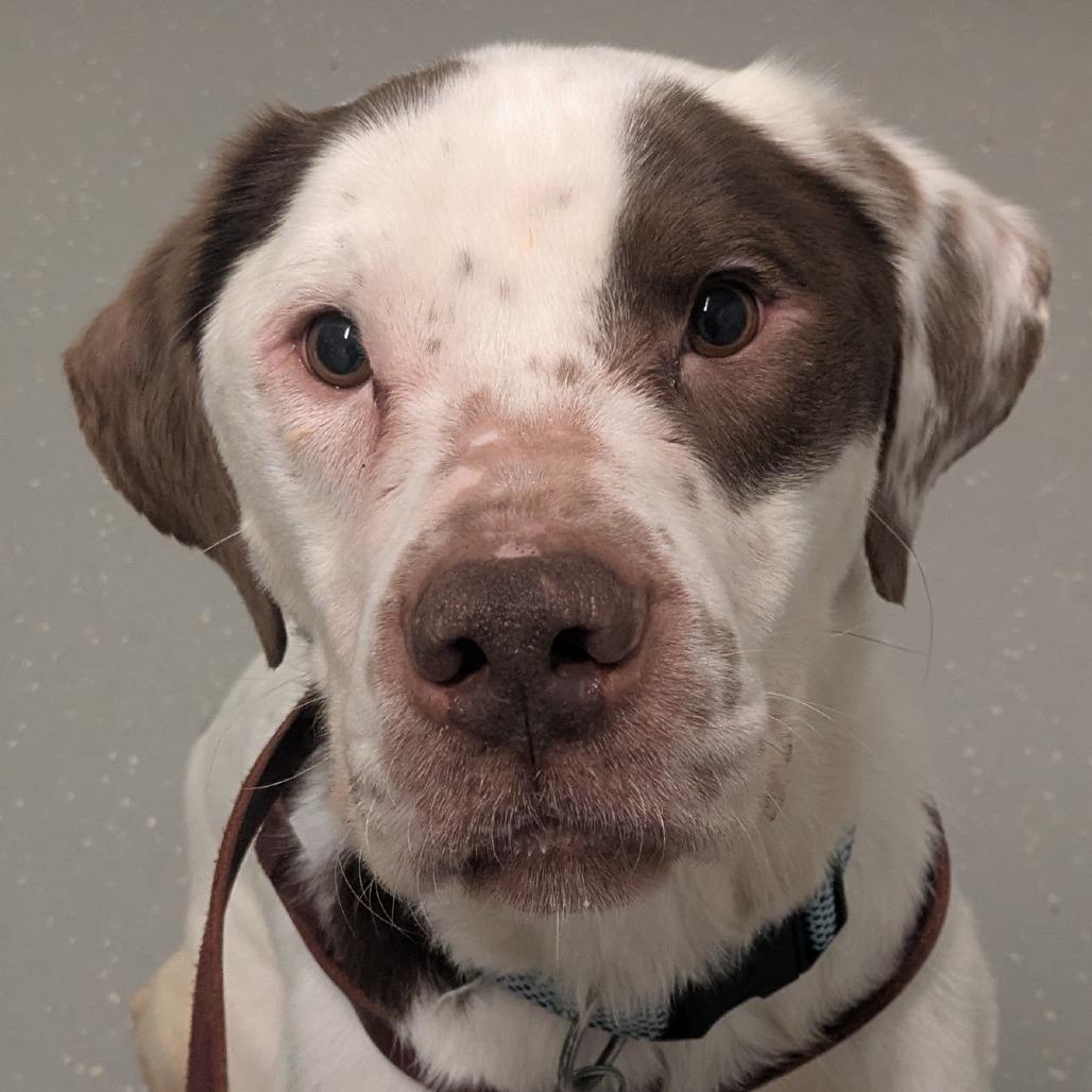 Duncan, a Adoptable Mixed Breed in Kennebunk, ME image 6/6