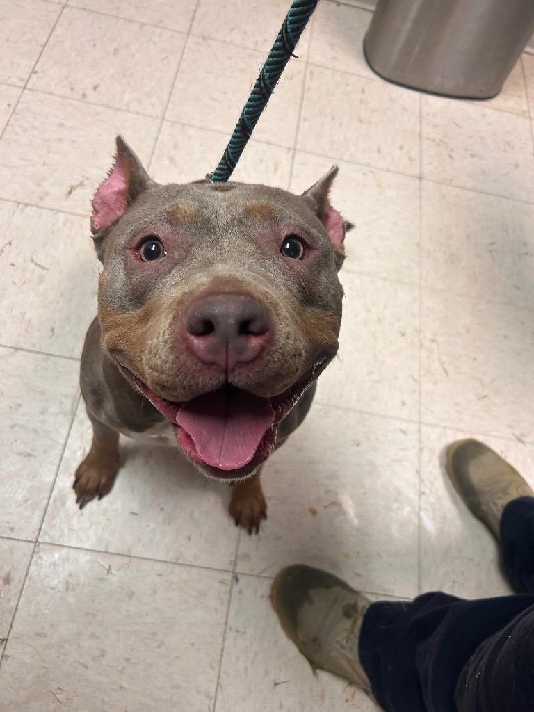 Olive, Adopted, Adult Female Pit Bull Terrier & Bull Terrier.