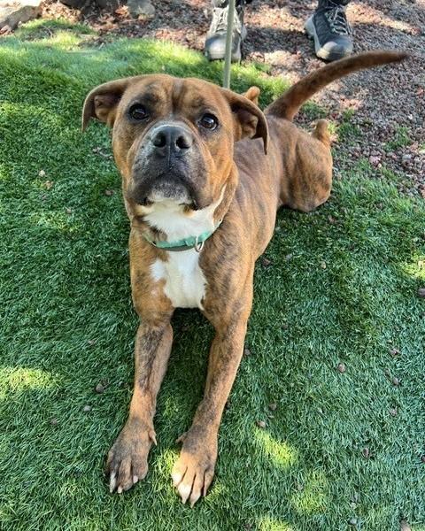 Enlarge Star, a Adoptable Pit Bull Terrier in Phoenix, OR image 2/4