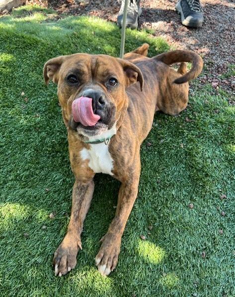 Enlarge Star, a Adoptable Pit Bull Terrier in Phoenix, OR image 1/4