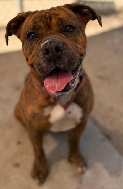 Enlarge Star, a Adoptable Pit Bull Terrier in Phoenix, OR image 3/4
