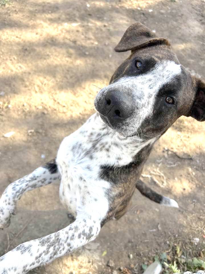 Enlarge MAX, a Adoptable Australian Cattle Dog / Blue Heeler in Vacaville, CA image 3/3