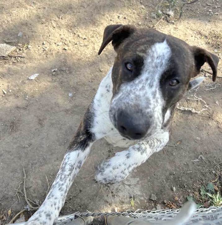 Enlarge MAX, a Adoptable Australian Cattle Dog / Blue Heeler in Vacaville, CA image 2/3