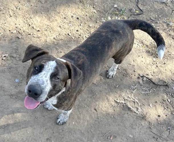 Enlarge MAX, a Adoptable Australian Cattle Dog / Blue Heeler in Vacaville, CA image 1/3