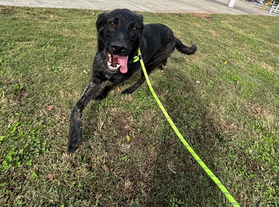 Enlarge Stephen, an adopted mixed breed in Auburn, AL image 1/1